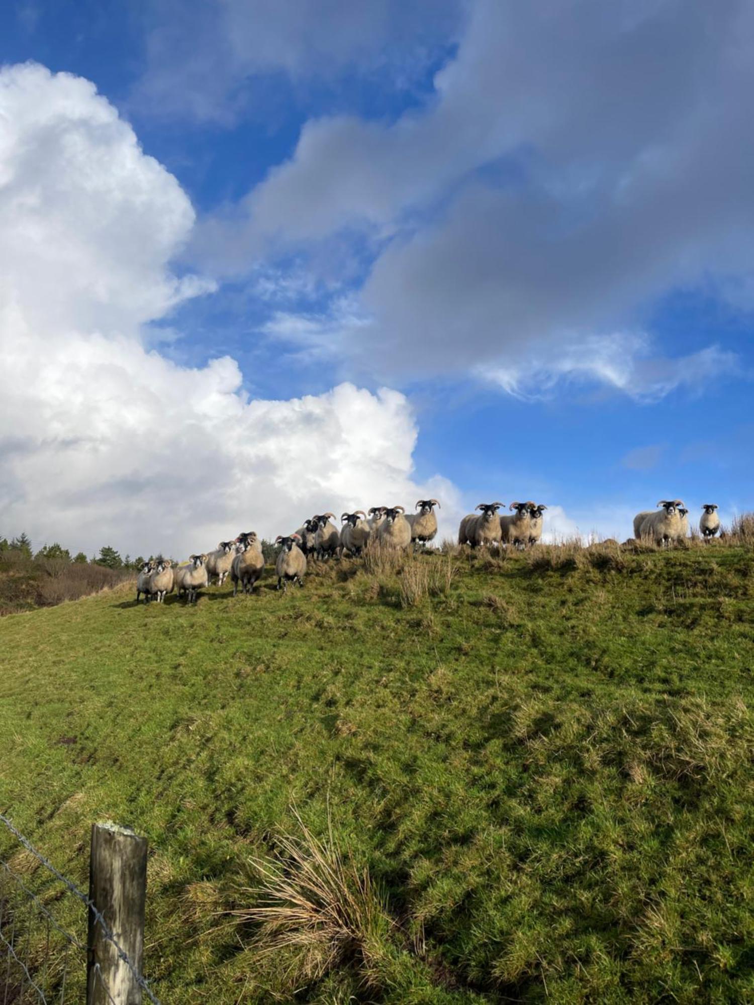 Shanakeever Farm - 3 Bedroom Apartment Clifden Bagian luar foto