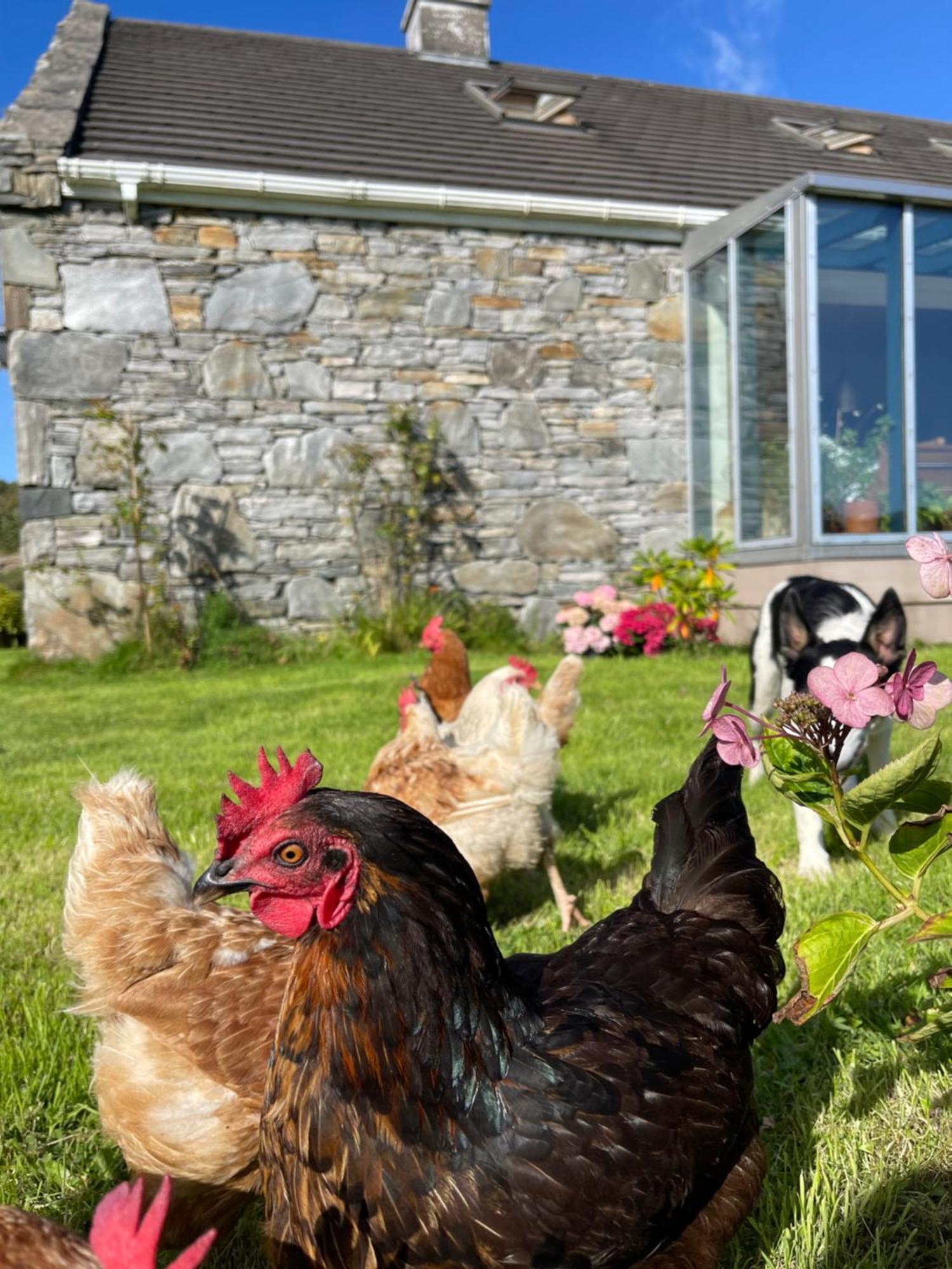Shanakeever Farm - 3 Bedroom Apartment Clifden Bagian luar foto